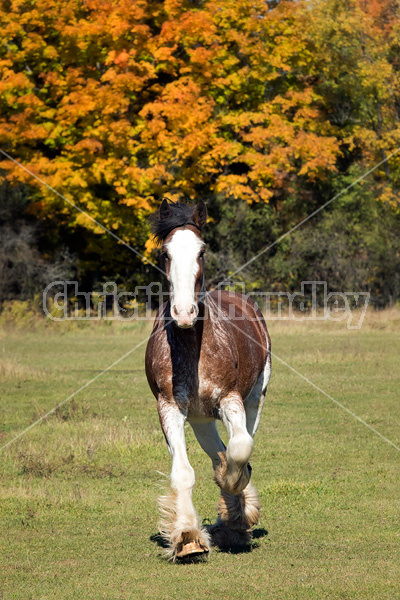 Portrait of a Clydesdale Draft horse