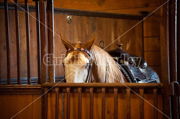 Quarter horse in stall