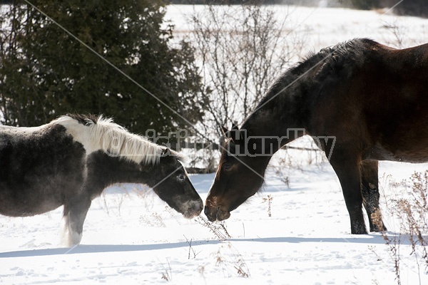 Horses outside in the snow