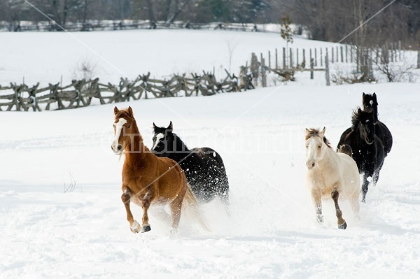 Herd of Rocky Mountain Horses Galloping in Snow