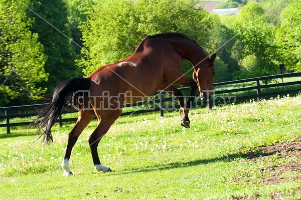 Dutch Warmblood and Thoroughbred cross gelding