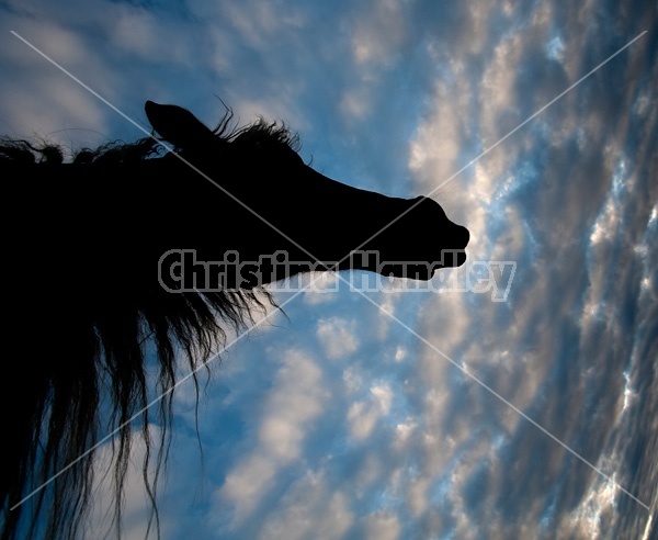 Horse head silhouette against sky