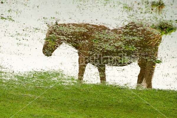 Reflection of horse in puddle created by a heavy rainstorm