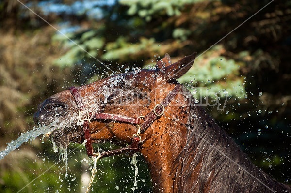 Standardbred mare gettng hosed down 