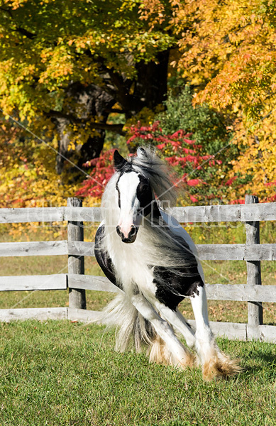 Gypsy Vanner horse