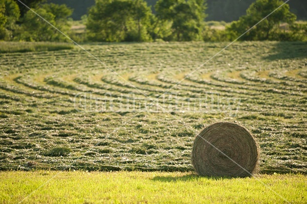 Round bales of hay sitting in field