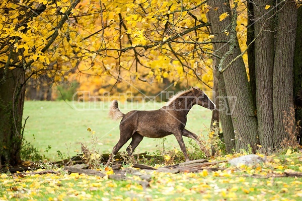 Rocky Mountain Horse foals