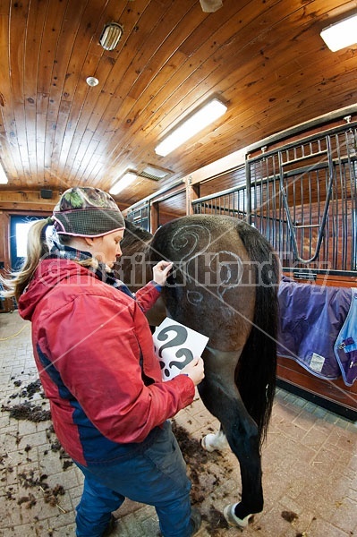 Woman drawing a design on a horse butt 