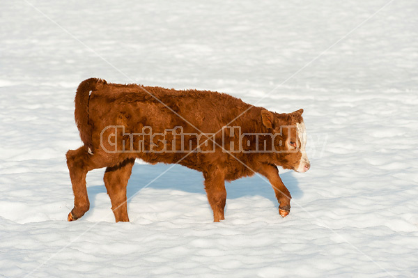 Cute beef calf walking in the snow