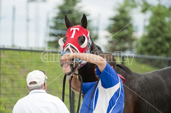 Quarter Horse Racing at Ajax Downs