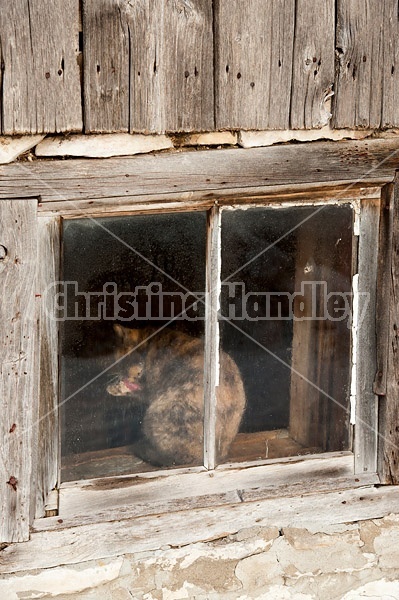 Calico barn cat sitting in barn window grooming itself