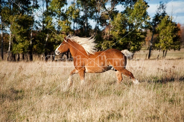 Belgian draft horse gelding galloping in field