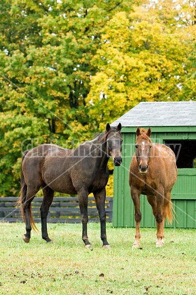 Horse on autumn pasture