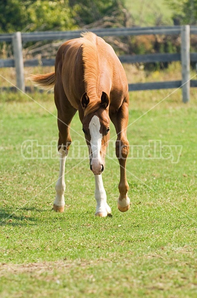 Quarter horse foal