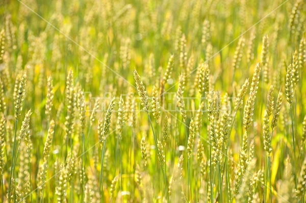 Field of wheat