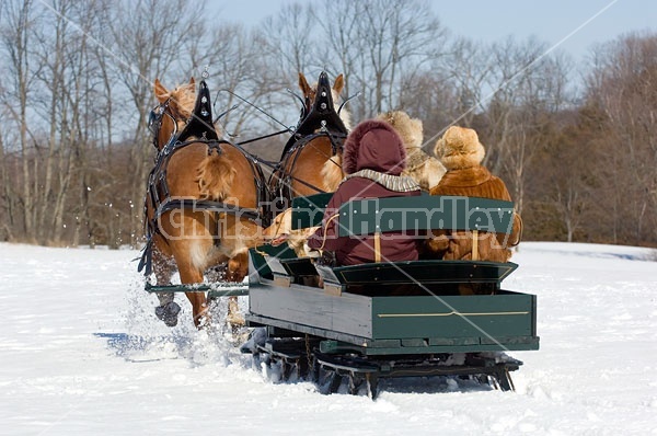 Horse drawn sleigh ride