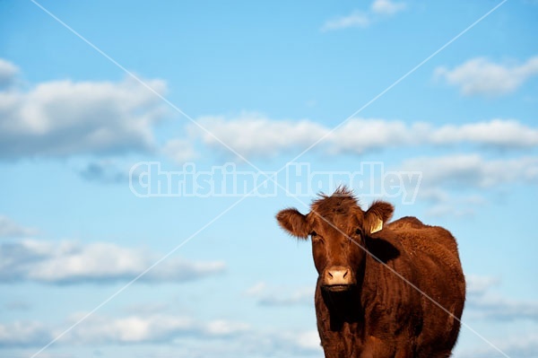 Beef Cow with Sky background