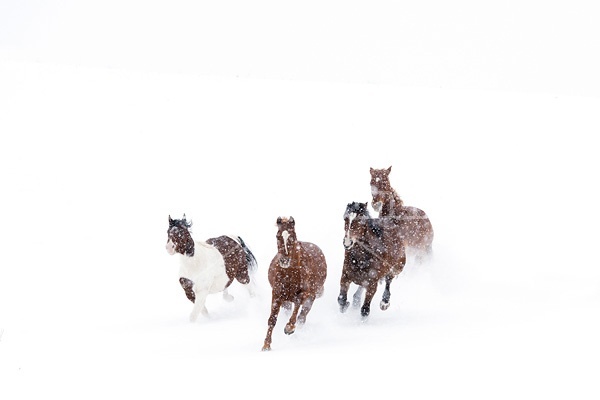 Herd of horses running through deep snow