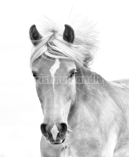 Portrait of Haflinger horse