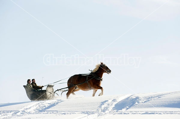 Single Horse Sleigh Ride