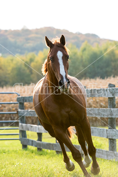 Thoroughbred horse galloping in fenced paddock in the autumn colors
