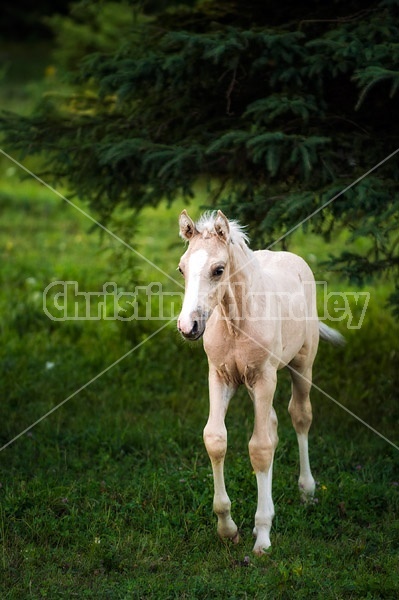 Rocky Mountain horse foal