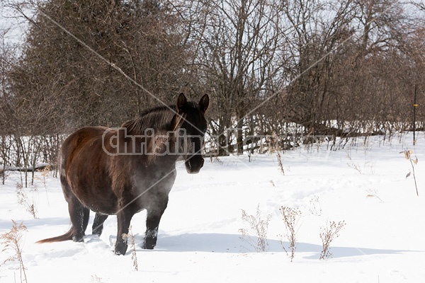 Dark bay horse standing in deep snow