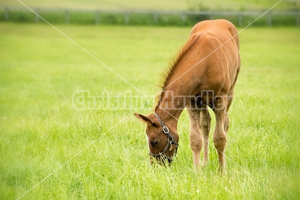 Thoroughbred foal