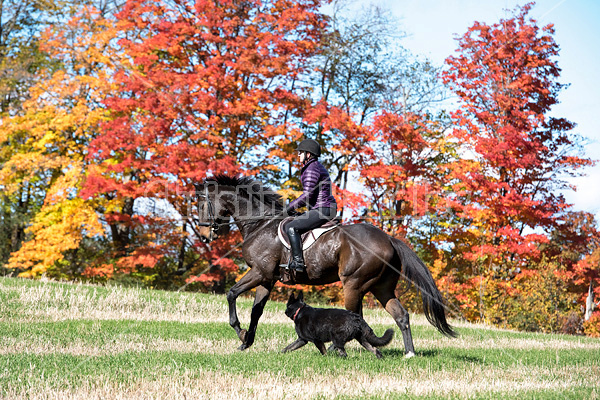 Woman horseback riding in field in the autumn of the year with colored leaves in the background