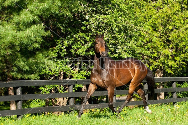 Bay Thoroughbred gelding