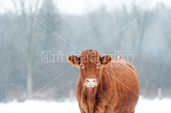 Beef cow standing outside in the falling snow