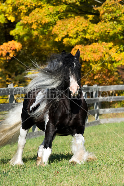 Gypsy Vanner horse