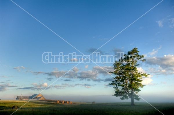 Farm scene photographed early in the morning as the sun is rising and burning off the fog