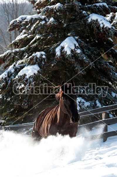 Bay thoroughbred horse galloping through deep snow