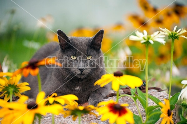 Gray cat laying in garden