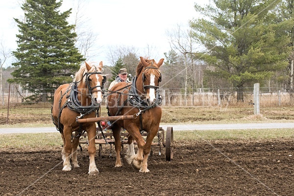 Farmer working a team of Belgian Draft Horses