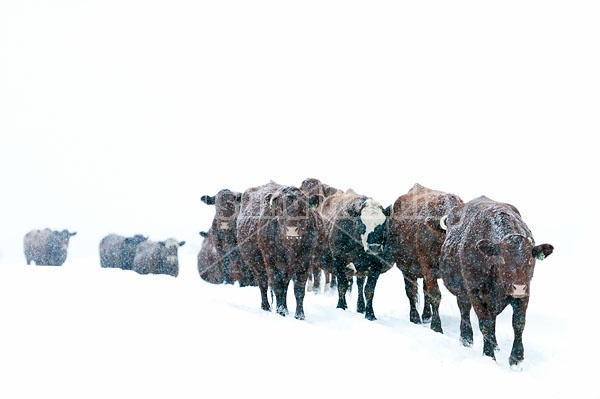 Beef Cattle Walking Single File 