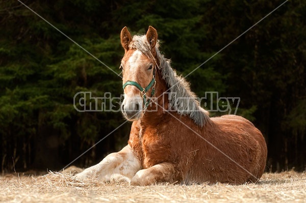 Young Belgian Horse Lying Down