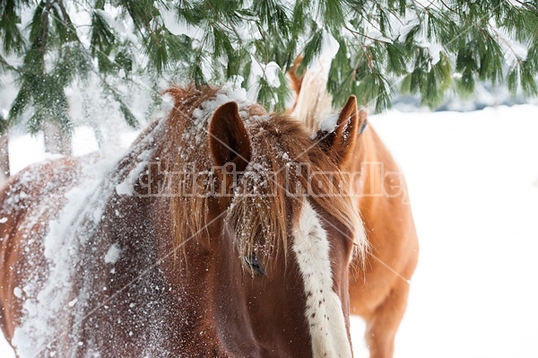 Horse standing in snow under trees. 