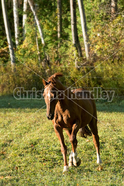 Chestnut Thoroughbred horse galloping in paddock
