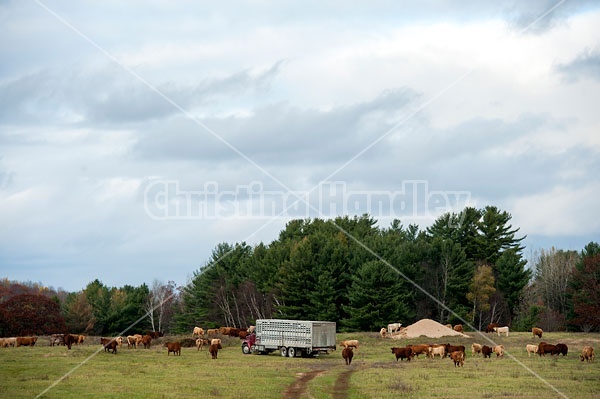 Cattle Truck in Pasture