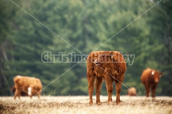 Young beef calf 