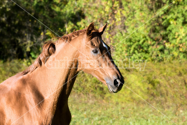 Portrait of a Thoroughbred horse