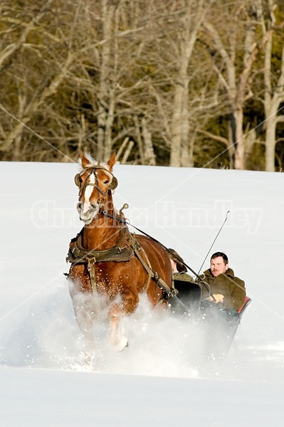 Single Horse Sleigh Ride