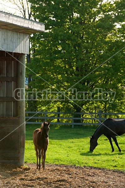 quarter horse foal in paddock