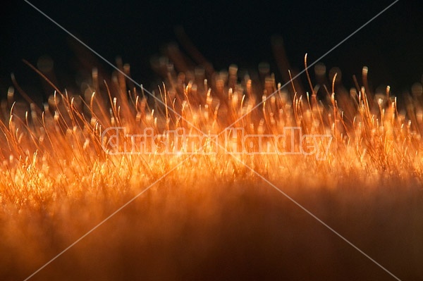 Close-up photo of backlit horse hair