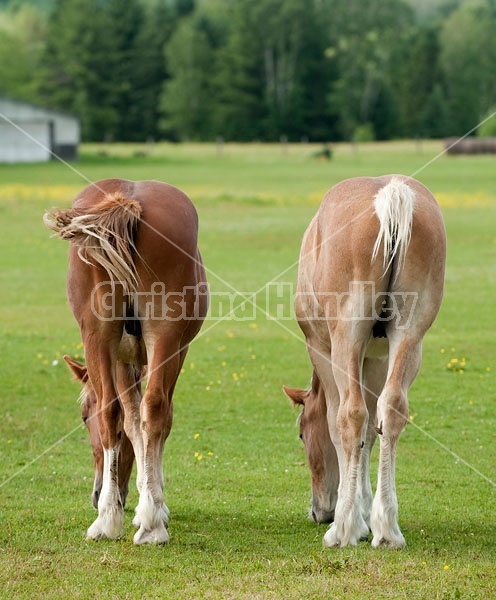 Two Belgian draft horse butts