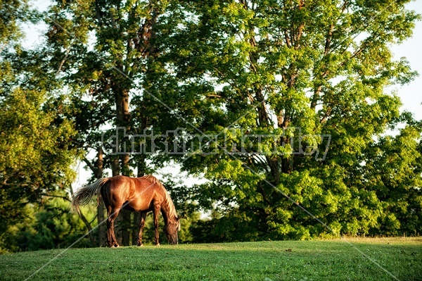 Rocky Mountain horse