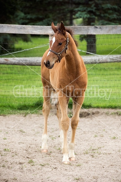 Thoroughbred foal