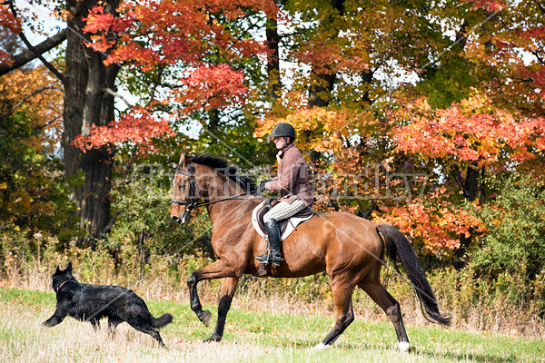 Woman horseback riding in field in the autumn of the year with colored leaves in the background